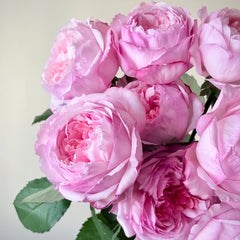 Sweet Cocotte Rose