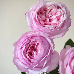 Sweet Cocotte Rose