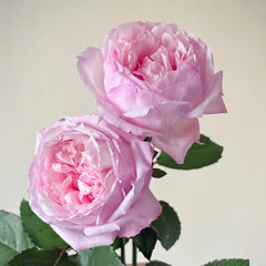 Sweet Cocotte Rose
