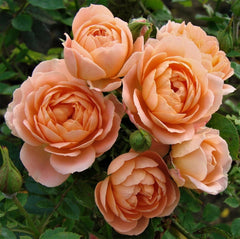 Sweet Dream Rose Plant