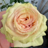 Sweet Elegance Rose Plant|甜蜜高雅