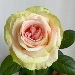 Sweet Elegance Rose Plant