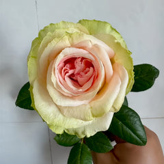 Sweet Elegance Rose Plant