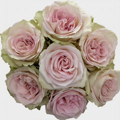 Sweet Elegance Rose Plant
