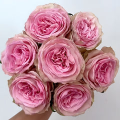 Sweet Elegance Rose Plant