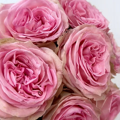 Sweet Elegance Rose Plant