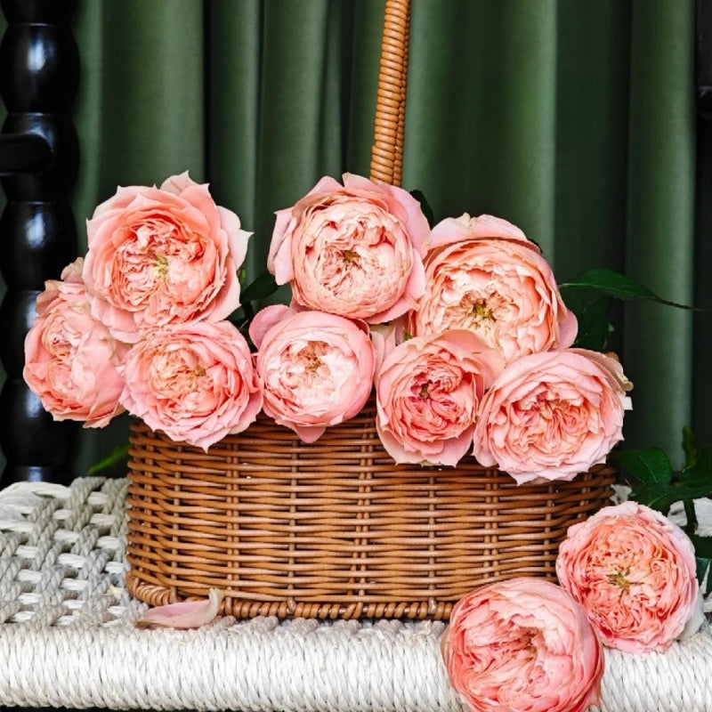 Sweet Harper Rose Plant | Rose_Explosion Sweet Harper Rose Plant | Rose_Explosion