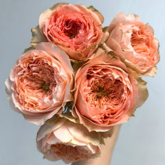 Sweet Harper Rose Plant