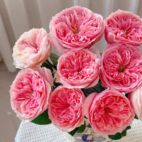 Sweet JulietRose Plant (David Austin) | 甜蜜朱丽叶