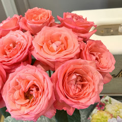 Sweet Mama Rose Plant