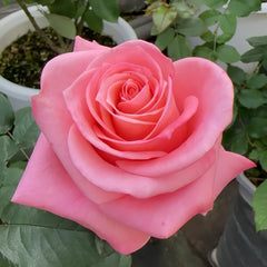 Sweet Mama Rose Plant