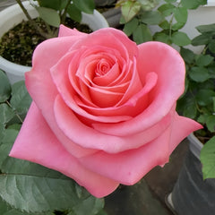 Sweet Mama Rose Plant