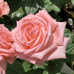 Sweet Mama Rose Plant