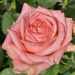 Sweet Mama Rose Plant