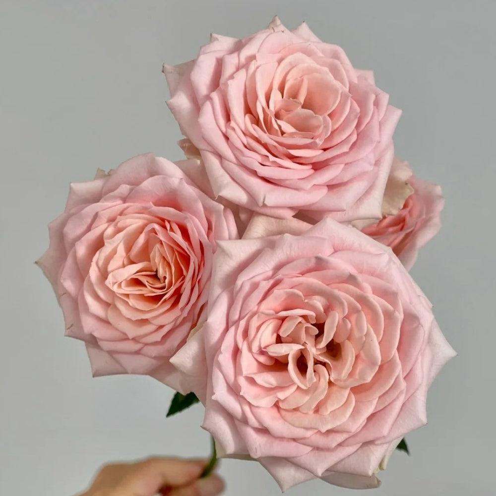 Sweet Angel Roses Sweet Sara Rose Plant|甜蜜沙拉 – Rose_Explosion