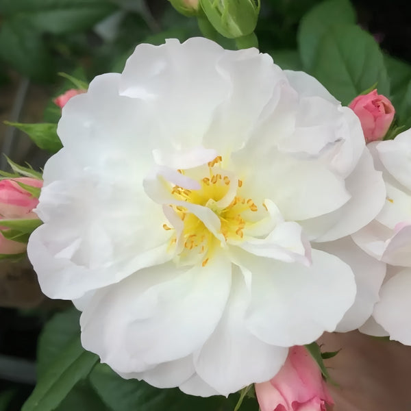 Sweet Siluetta Rose Plant