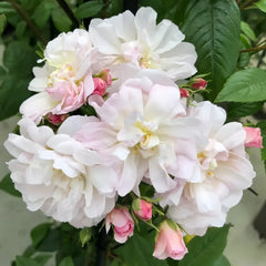 Sweet Siluetta Rose Plant