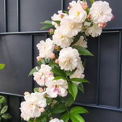 Sweet Siluetta Rose Plant