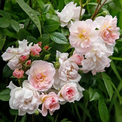 Sweet Siluetta Rose Plant