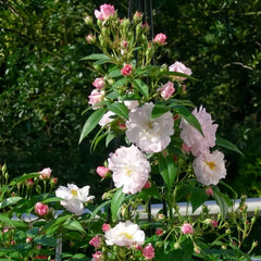 Sweet Siluetta Rose Plant