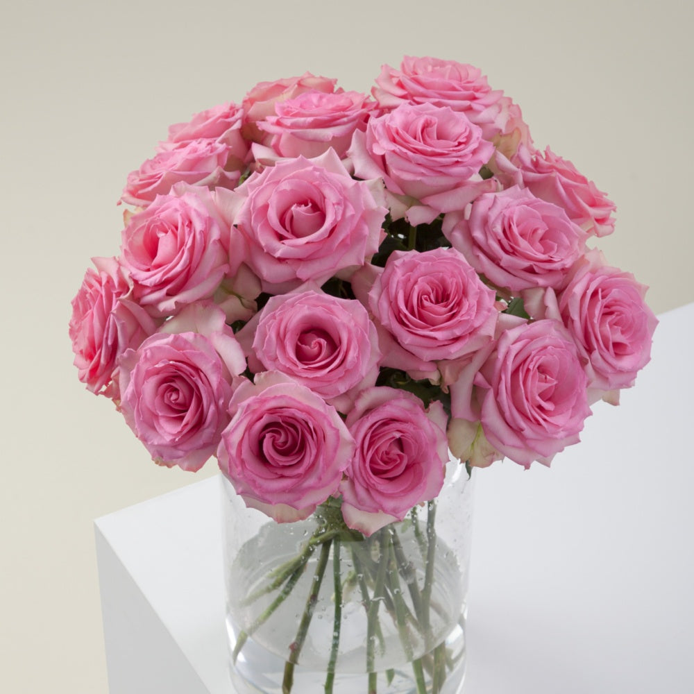 Uncanny Roses Sweet Unique Rose Plant|红粉佳人 – Rose_Explosion