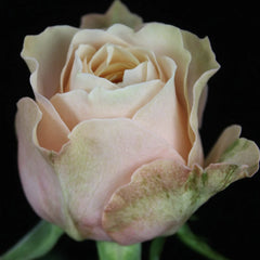 Sweet Vuvuzela Rose