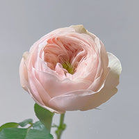 Sweet Diamond Rose Plant|甜蜜钻石