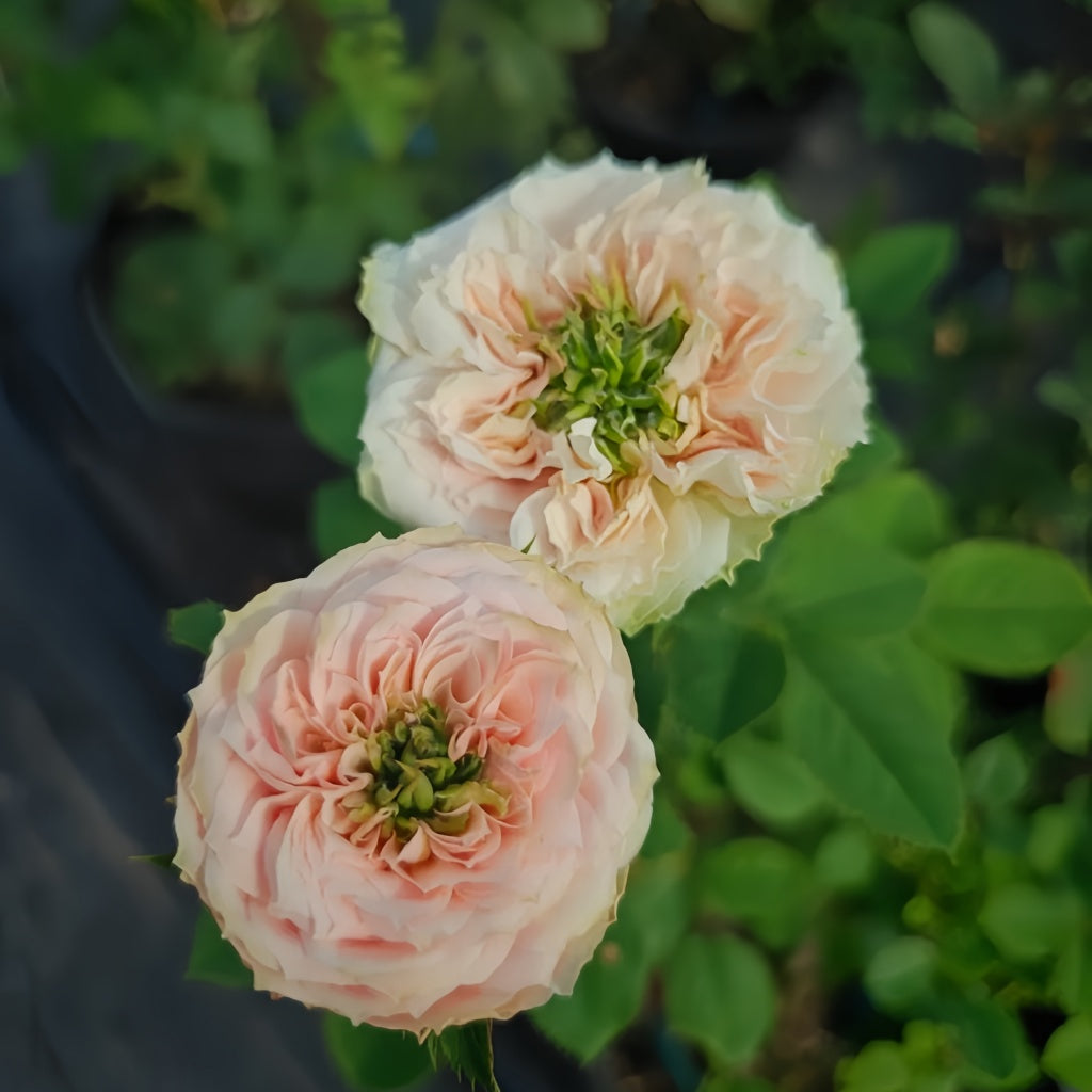 Red Eye Roses Sweet Eye Rose Plant|甜蜜眼 – Rose_Explosion