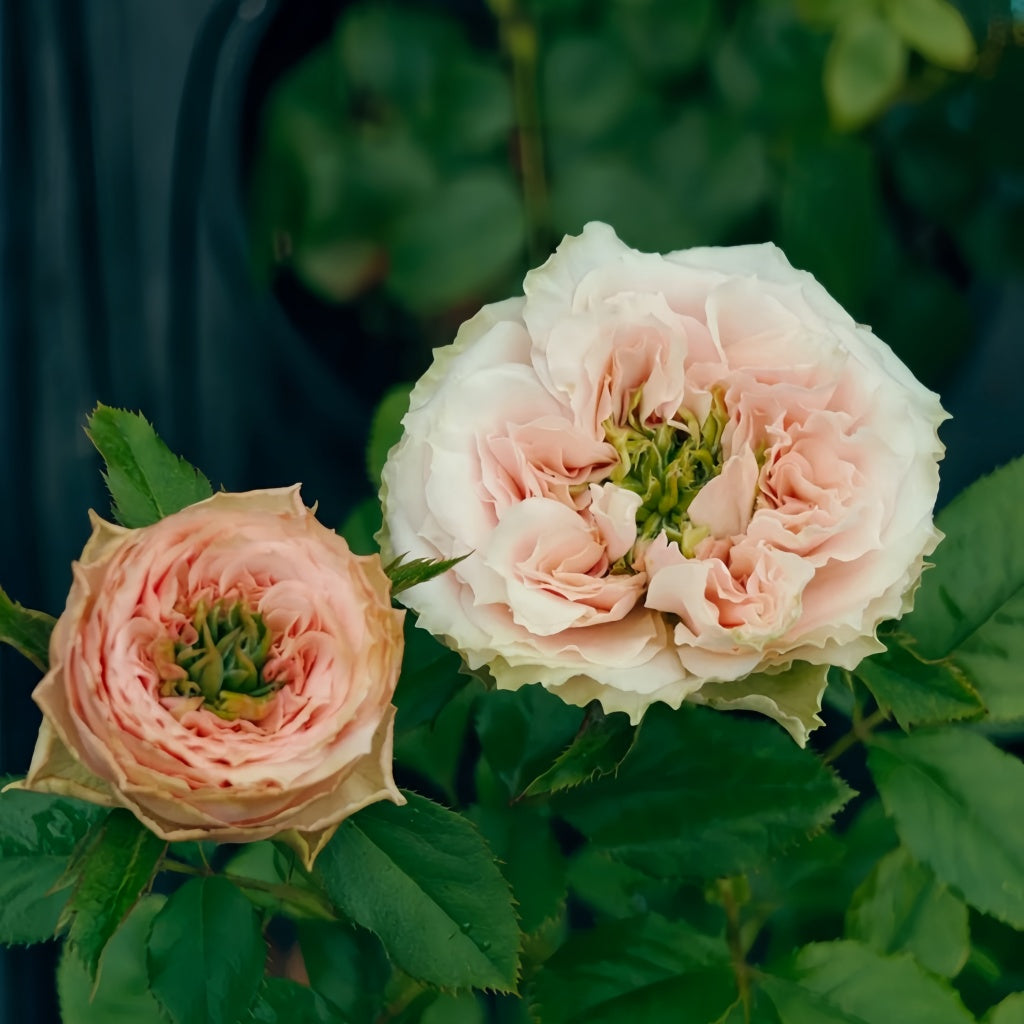 Red Eye Roses Sweet Eye Rose Plant|甜蜜眼 – Rose_Explosion