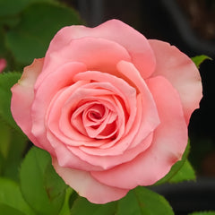Sweet Mama Rose
