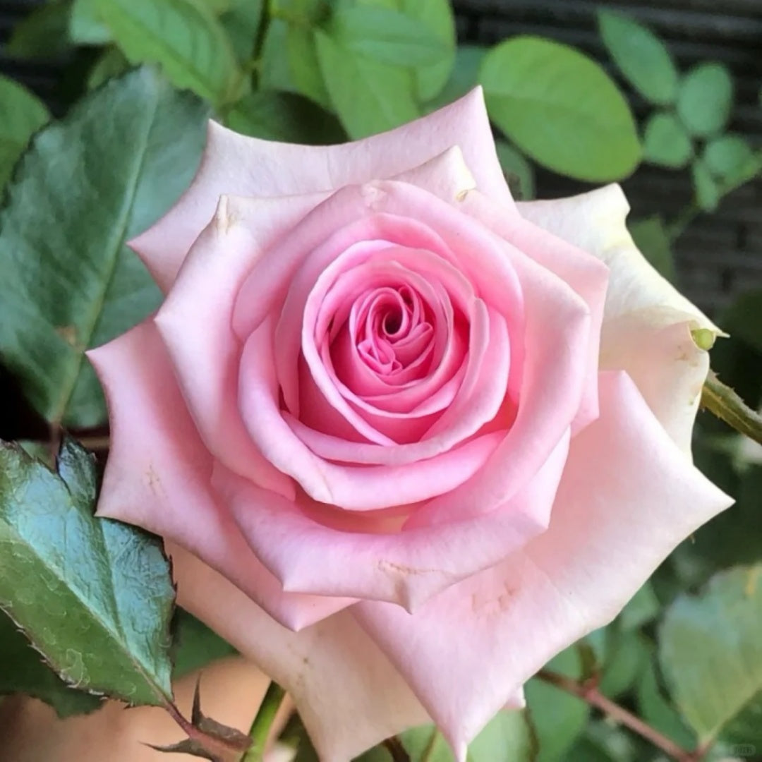 Rose Rivaivel Sweet Revival Rose Plant|甜蜜苏醒 – Rose_Explosion