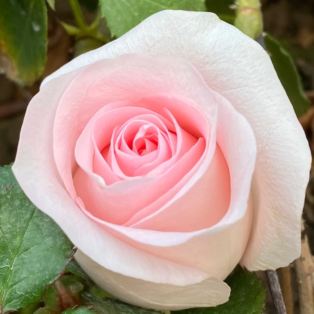Rose Rivaivel Sweet Revival Rose Plant|甜蜜苏醒 – Rose_Explosion