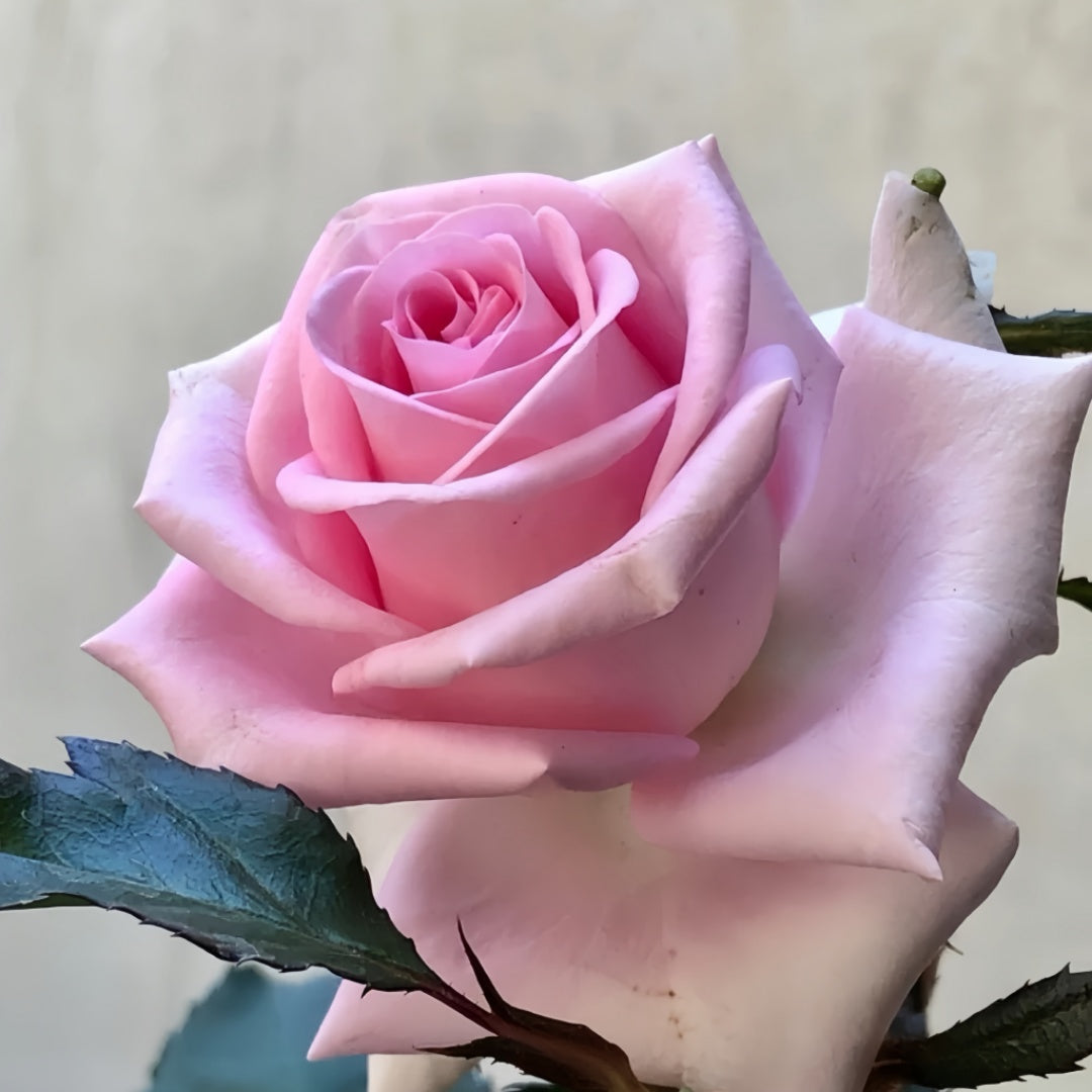 Rose Rivaivel Sweet Revival Rose Plant|甜蜜苏醒 – Rose_Explosion