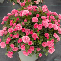 Sweetheart Memory Rose