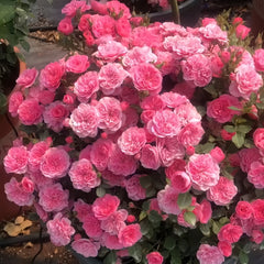 Sweetheart Memory Rose