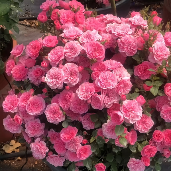 Sweetheart Memory Rose
