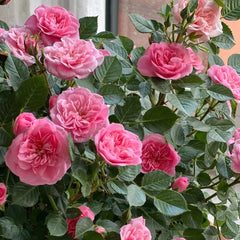 Sweetheart Memory Rose