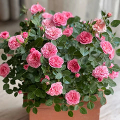 Sweetheart Memory Rose