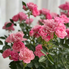 Sweetheart Memory Rose