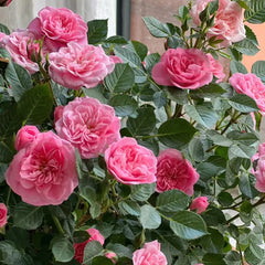 Sweetheart Memory Rose