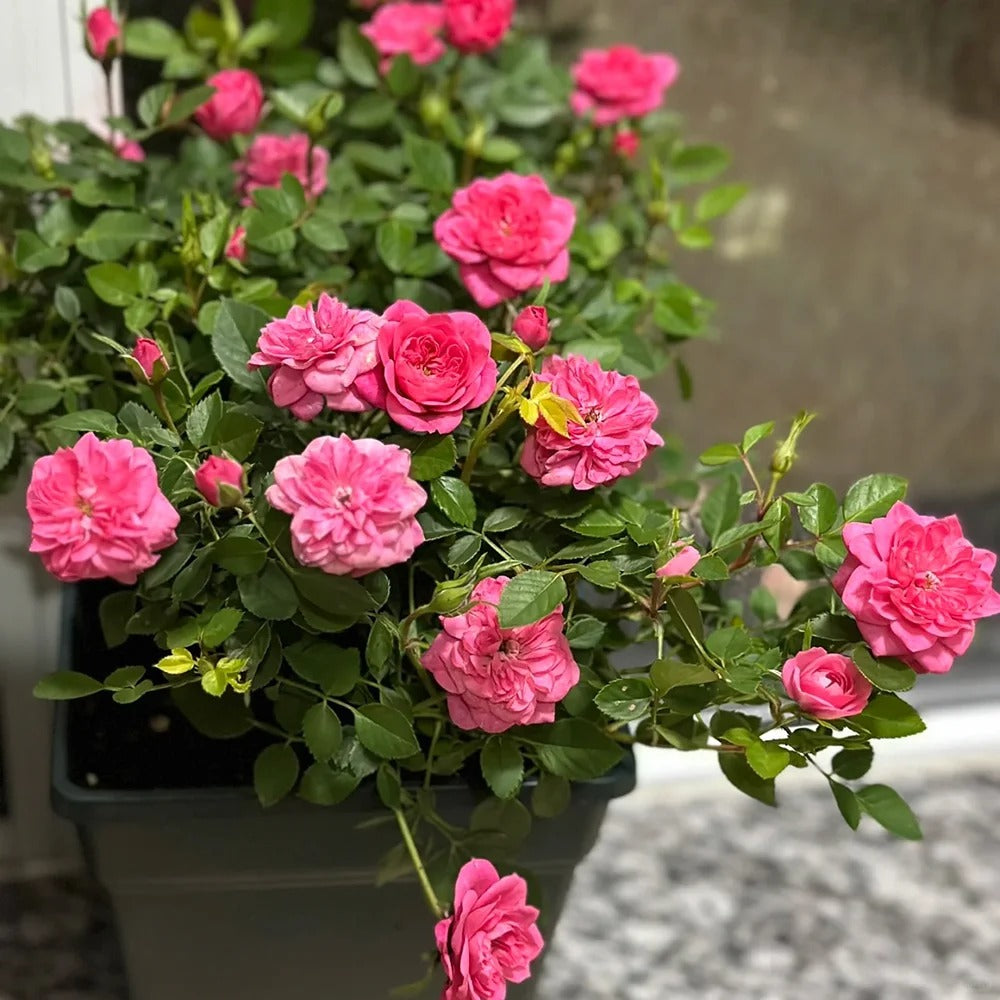 Sweetheart Roses Vs Roses Sweetheart Memory Rose Plant|恋人印记 – Rose_Explosion