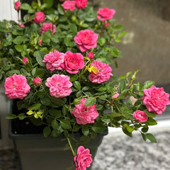 Sweetheart Memory Rose