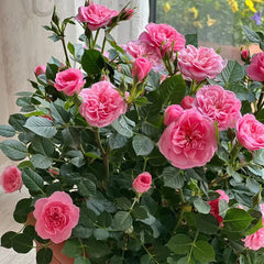 Sweetheart Memory Rose