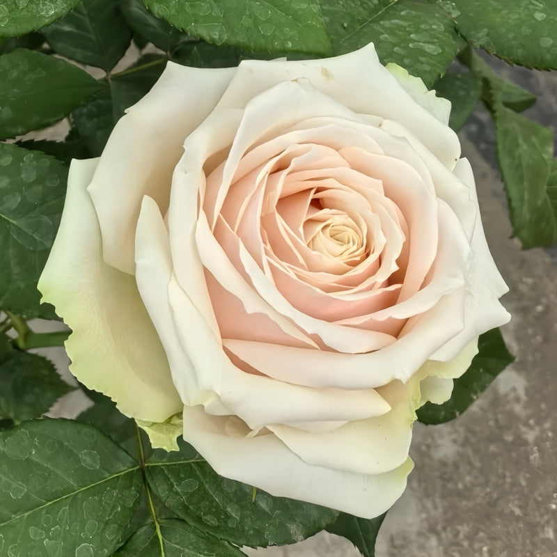 Talea Rose Plant|复古达利亚