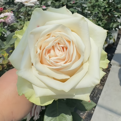 Talea Rose Plant|复古达利亚