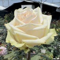 Talea Rose Plant|复古达利亚