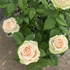 Talia Rose Plant|复古达利亚