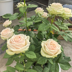 Talia Rose Plant|复古达利亚