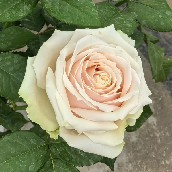 Talia Rose Plant|复古达利亚