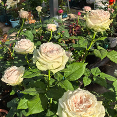 Talia Rose Plant|复古达利亚